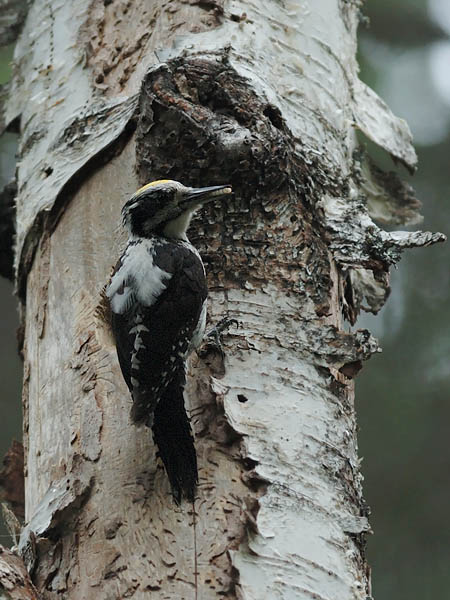 Pohjantikka, Three-toed Woodpecker, Picoides tridactylus